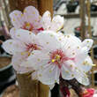 Prunus armeniaca 'Compacta': Bild 3/6