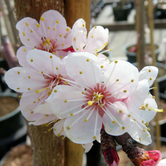 Prunus armeniaca 'Compacta': Bild 3/4
