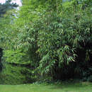 Pseudosasa japonica - Pfeilbambus