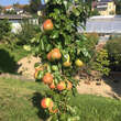 Pyrus communis 'Obelisk': Bild 3/3