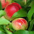 Prunus nucipersica 'Cassiopeia': Bild 1/7