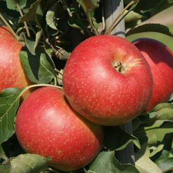 Malus domestica 'Jucunda'