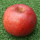Malus dom. 'Galina' - Zwergapfel