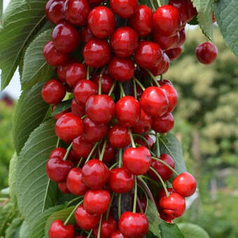 Prunus avium 'Claudia'