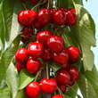 Prunus avium 'Sara': Bild 3/3