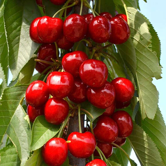 Prunus avium 'Sara': Bild 3/3 Prunus avium 'Sara': Bild 3/3