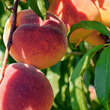 Prunus persica 'Bonanza': Bild 1/4