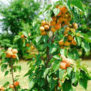 Prunus armeniaca 'Armicol' - Säulenmarille