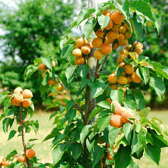 Prunus armeniaca 'Armicol'