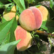 Prunus persica 'Diamond': Bild 9/11