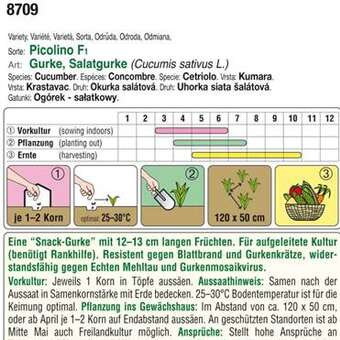 Gurke "Picolino F1": Bild 3/4 Gurke "Picolino F1": Bild 3/4
