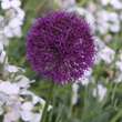Allium aflatunense 'Purple Sensation': Bild 3/3