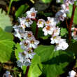 Bergenia 'Silberlicht': Bild 2/3