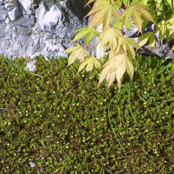 Leptinella squalida