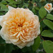 Rose 'Bathsheba': Bild 4/4