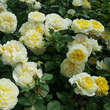 Rose 'The Poet's Wife': Bild 2/7