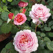 Rose 'Eisvogel': Bild 5/10