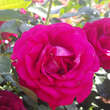 Rose 'Belles Rives': Bild 3/9