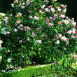 Rose 'A Shropshire Lad': Bild 4/4