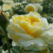 Rose 'The Poet's Wife': Bild 5/7