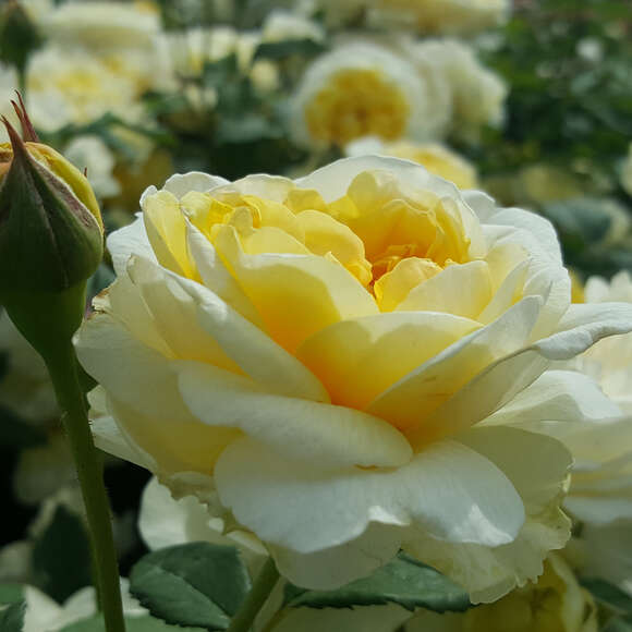 Rose 'The Poet's Wife': Bild 5/7 Rose 'The Poet's Wife': Bild 5/7