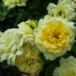 Rose 'House Beautiful': Bild 8/8