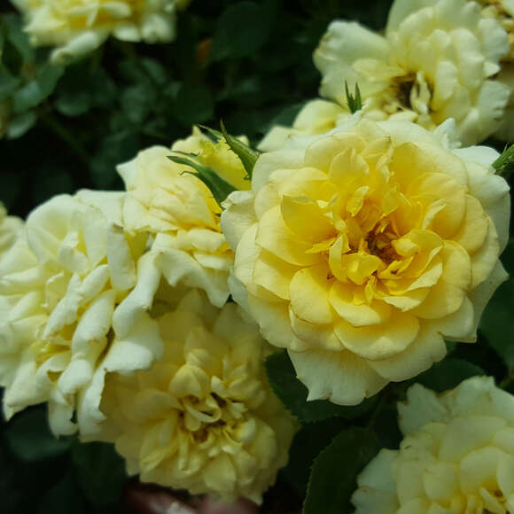 Rose 'House Beautiful': Bild 8/8 Rose 'House Beautiful': Bild 8/8
