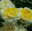 Rose 'The Poet's Wife': Bild 3/7
