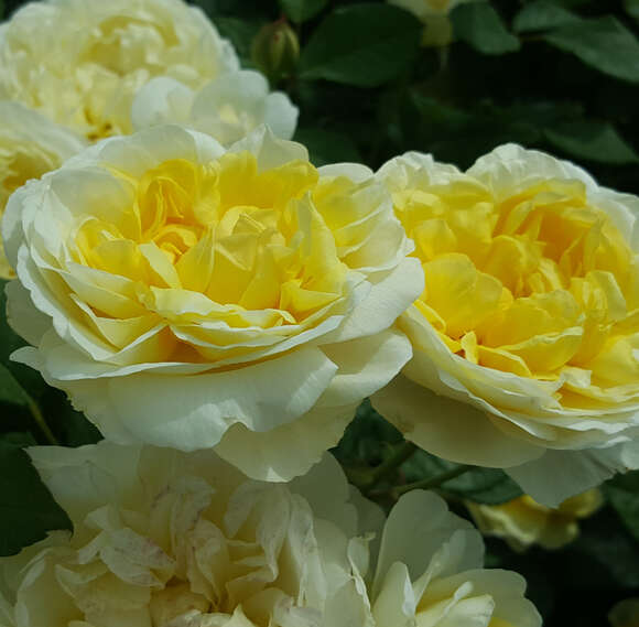 Rose 'The Poet's Wife': Bild 3/7 Rose 'The Poet's Wife': Bild 3/7