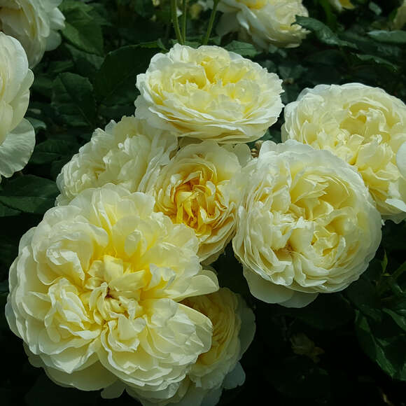 Rose 'The Poet's Wife': Bild 4/7 Rose 'The Poet's Wife': Bild 4/7