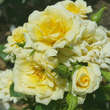 Rose 'House Beautiful': Bild 2/8