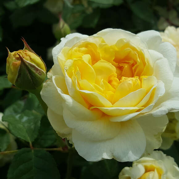Rose 'The Poet's Wife': Bild 6/7 Rose 'The Poet's Wife': Bild 6/7