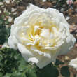 Rose 'Irina': Bild 2/4