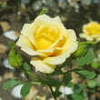 Rose 'House Beautiful': Bild 3/8