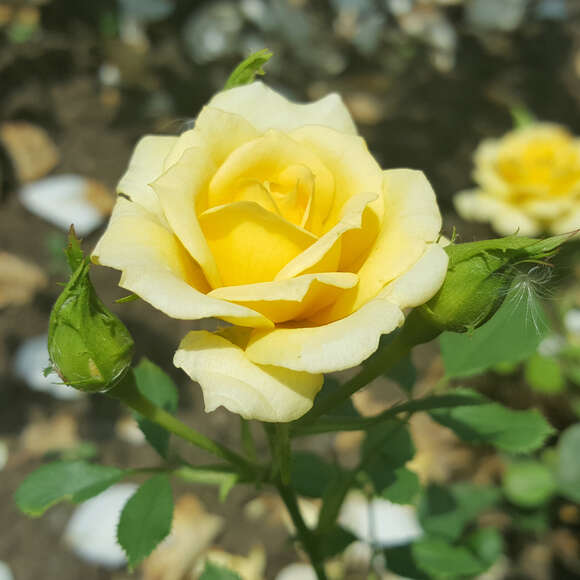 Rose 'House Beautiful': Bild 3/8 Rose 'House Beautiful': Bild 3/8