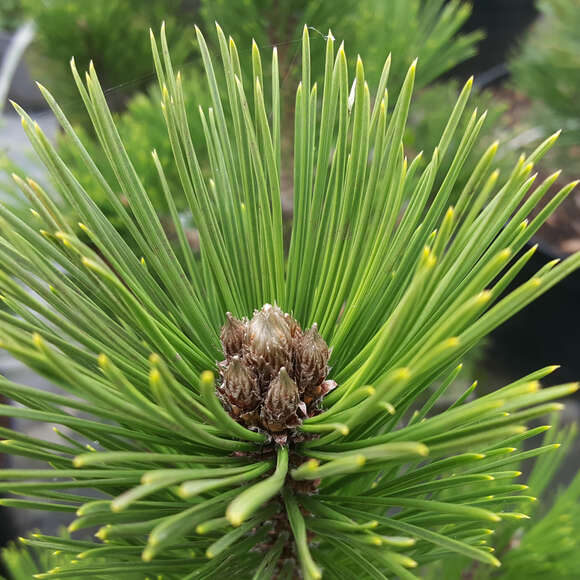 Pinus heldreichii 'Little Dracula': Bild 1/2 Pinus heldreichii 'Little Dracula': Bild 1/2