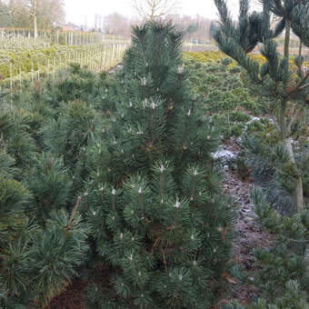 Pinus mugo 'Columbo'