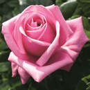 Edelrose - Rose 'Romina'