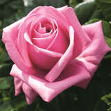 Rose 'Romina' - Edelrose