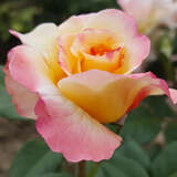 Rose 'Aquarell' - Edelrose