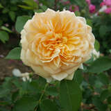 Rose 'Bathsheba' - Englische Rose