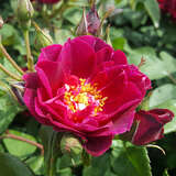 Rose 'Cardinal Hume' - Englische Strauchrose