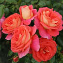Rose 'Sommersonne' - Beetrose