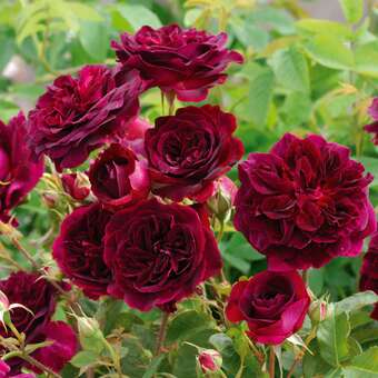 Rose 'Munstead Wood'