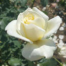 Rose 'Irina' - Edelrose