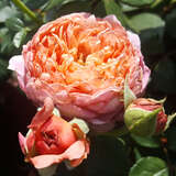 Rose 'Eisvogel' - Edelrose