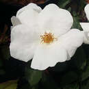 Kleinstrauchrose, weiß - Rose 'White Knock Out'