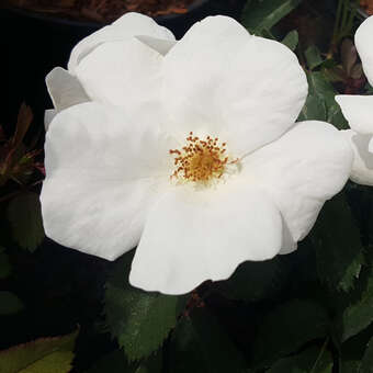Rose 'White Knock Out'