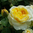 Rose 'The Poet's Wife': Bild 7/7