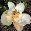 Magnolia grandiflora 'Francois Treyve': Bild 4/8